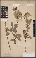 Foto von Salix caprea L.
